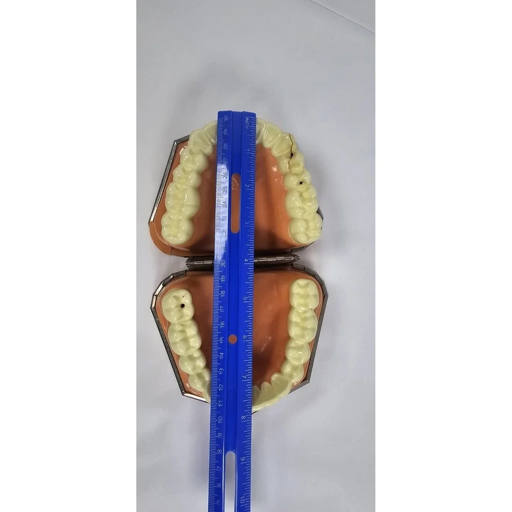 VTG Dental‎ Teeth Model Pro-Phy-Lac-Tic Brush Co Florence Mass Dentist Display